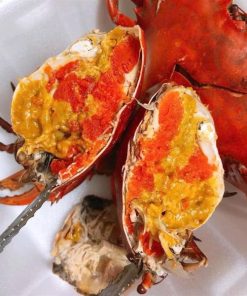 SET CUA GẠCH HẤP