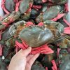 Cua thịt 3 con/kg
